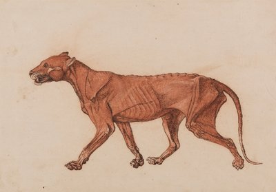 Eine vergleichende anatomische Darstellung der Struktur des menschlichen Körpers mit der eines Tigers und eines Co... von George Stubbs